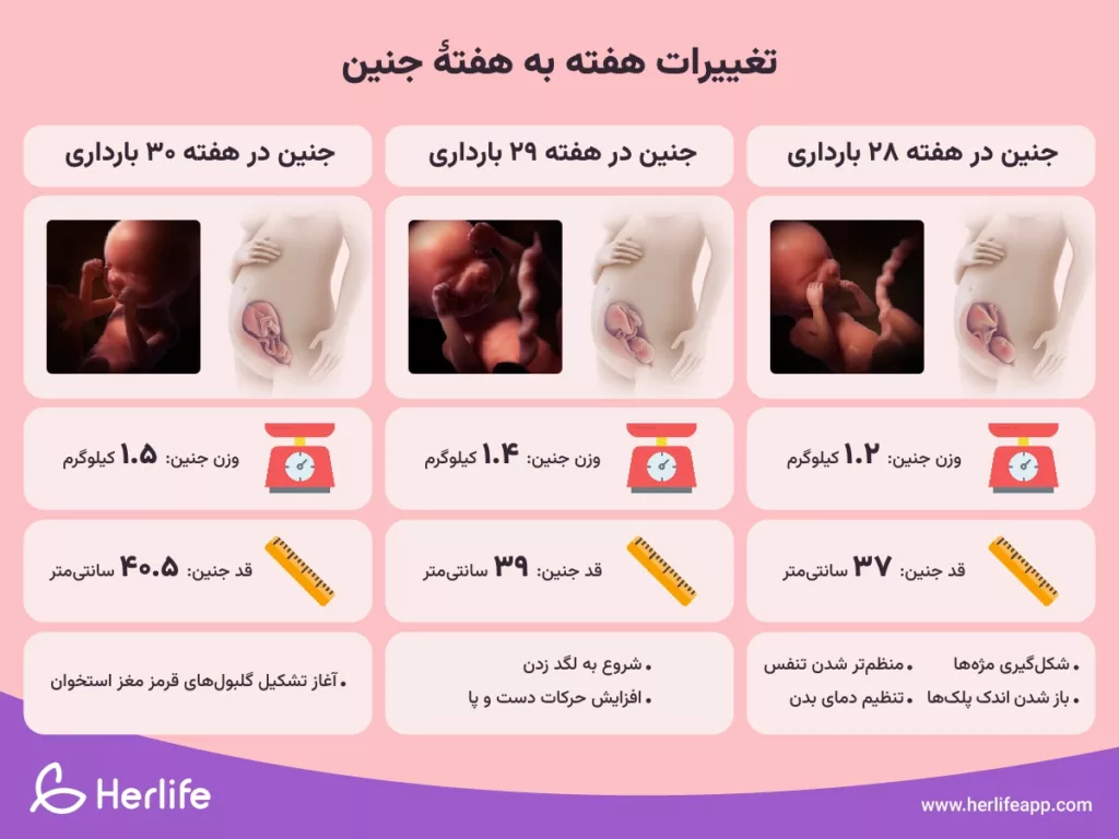 تغییرات هفته به هفته جنین در هفته‌های ۲۸، ۲۹ و ۳۰ بارداری