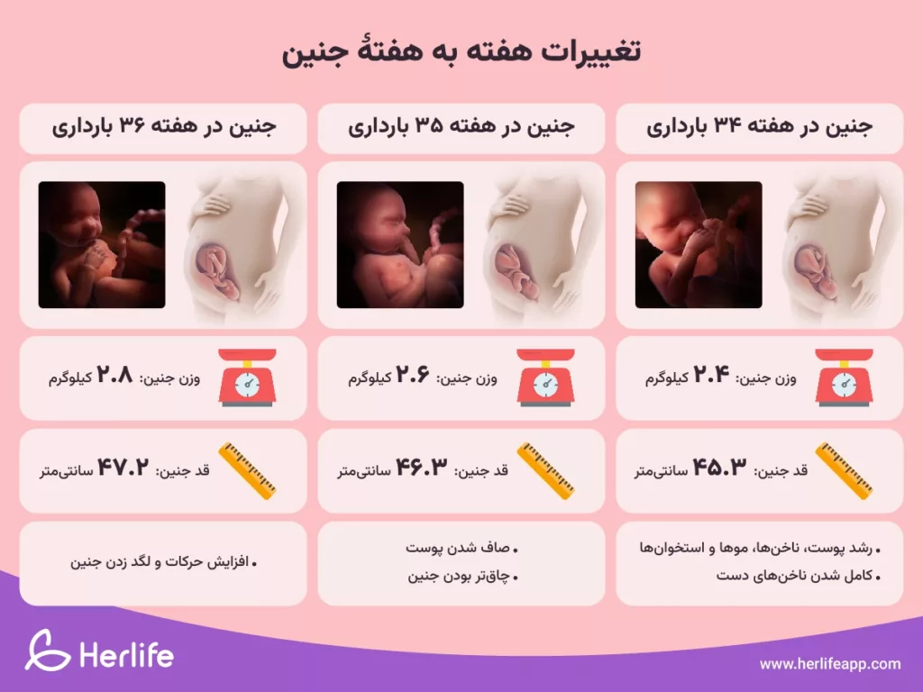 تغییرات هفته به هفته جنین در هفته‌ ۳۴، ۳۵ و ۳۶ بارداری