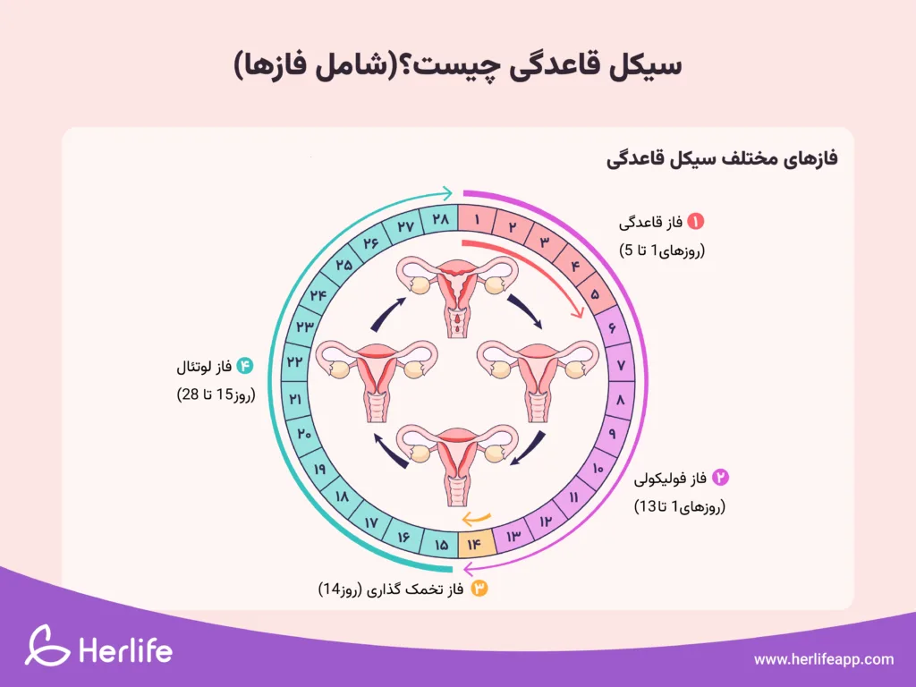 مراحل مختلف سیکل قاعدگی چیست؟