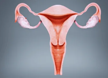 آناتومی رحم و نقش آن در بارداری
